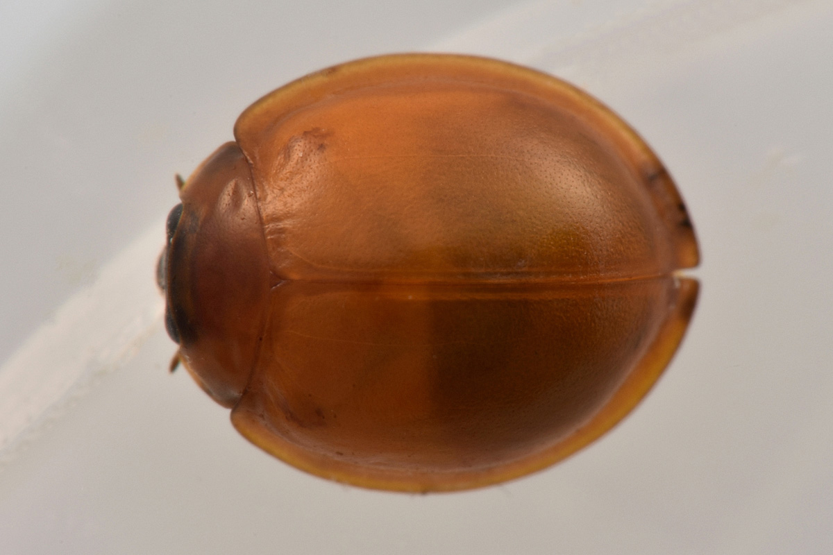 Coccinellidae immatura?  S, Exochomus sp.